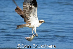 An Osprey fishes the coastline at Drakes Bay, Point Reyes... by Don Bruschera 